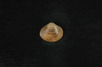 藏品(臺灣蜆)的圖片